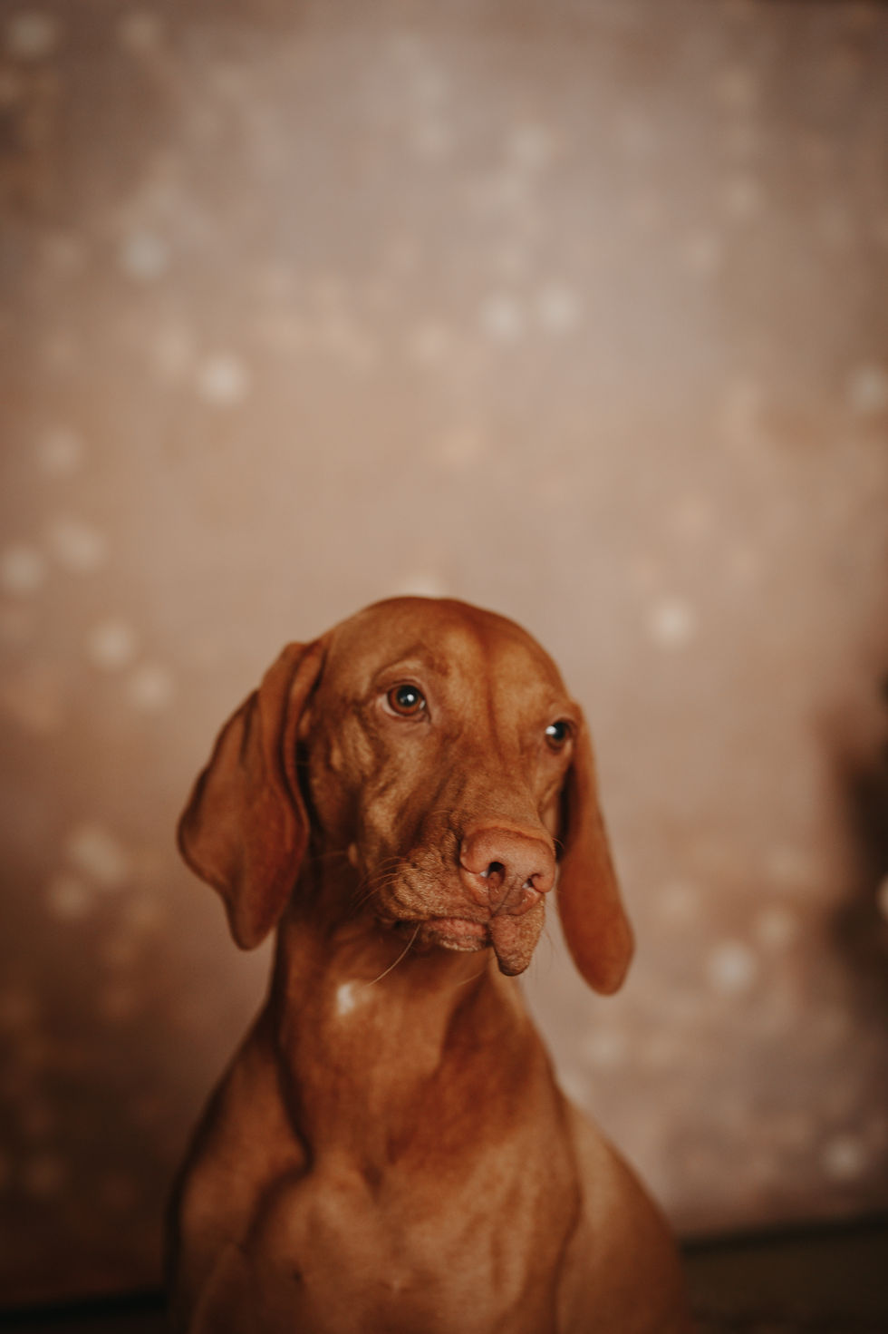 Ava_FellnasenAdvent-4