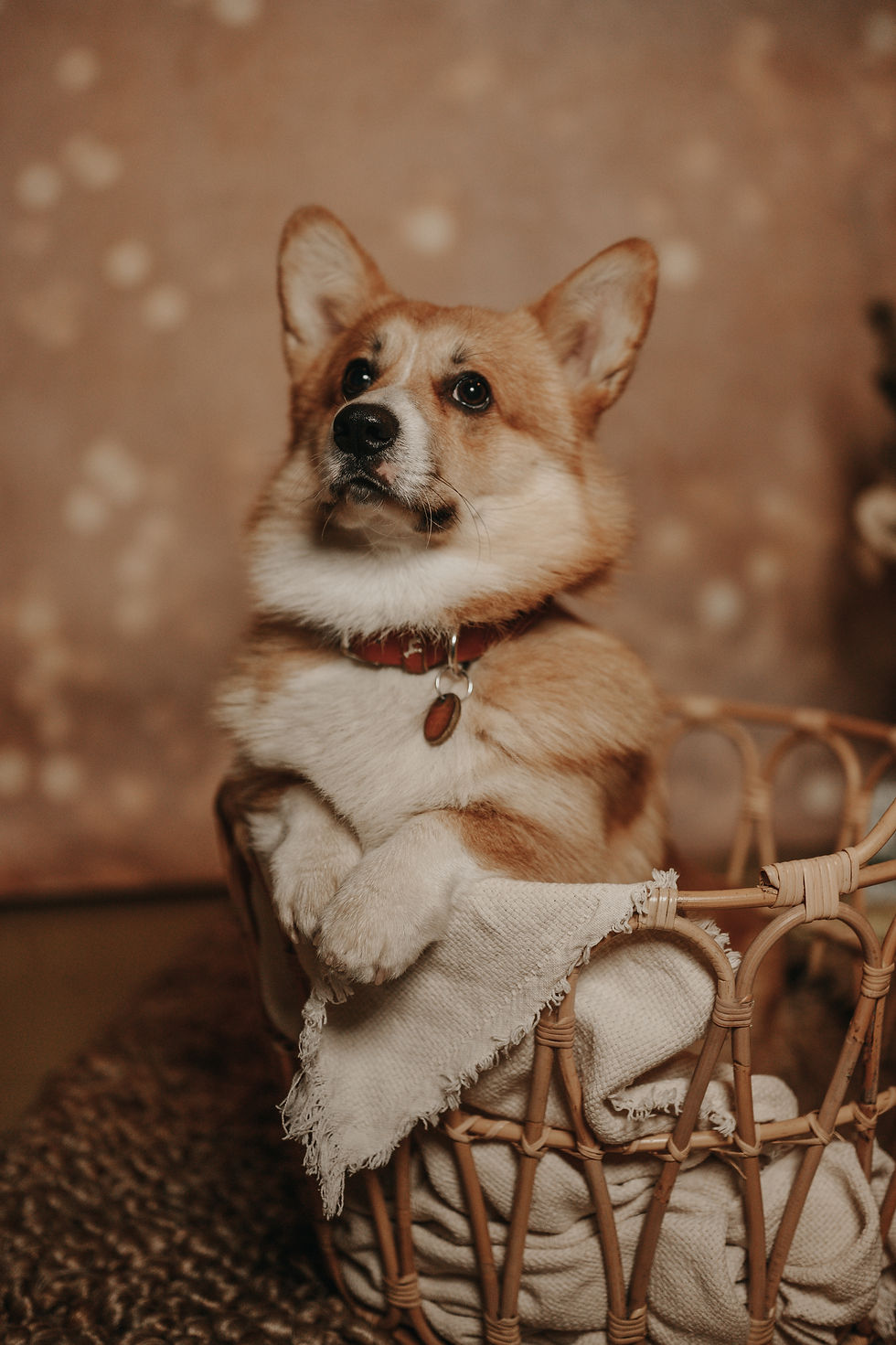 Hercules_FellnasenAdvent-2