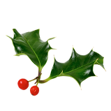 Holly Leaves And Berries_edited.png