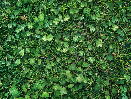 How Often Should I Provide Weed Control to My Lawn in Southeastern PA?