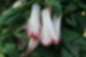 DSC09747.jpg