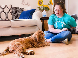 Trainer and dog are working on the leave it command.