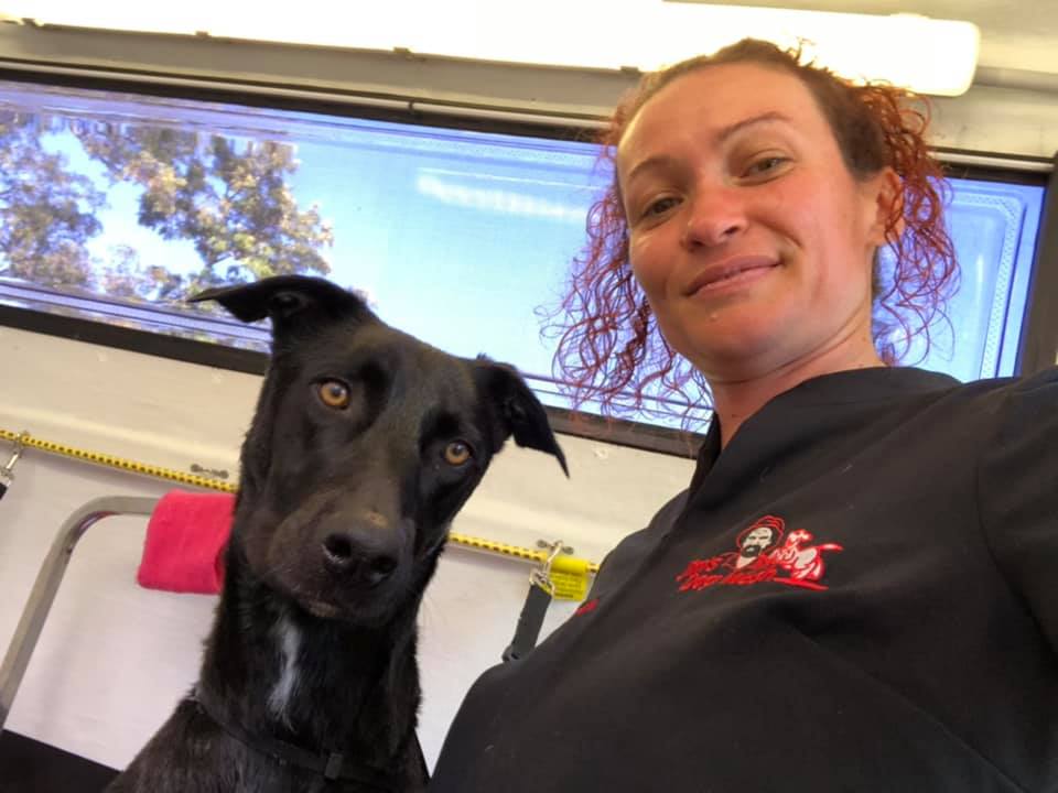 dog wash central coast