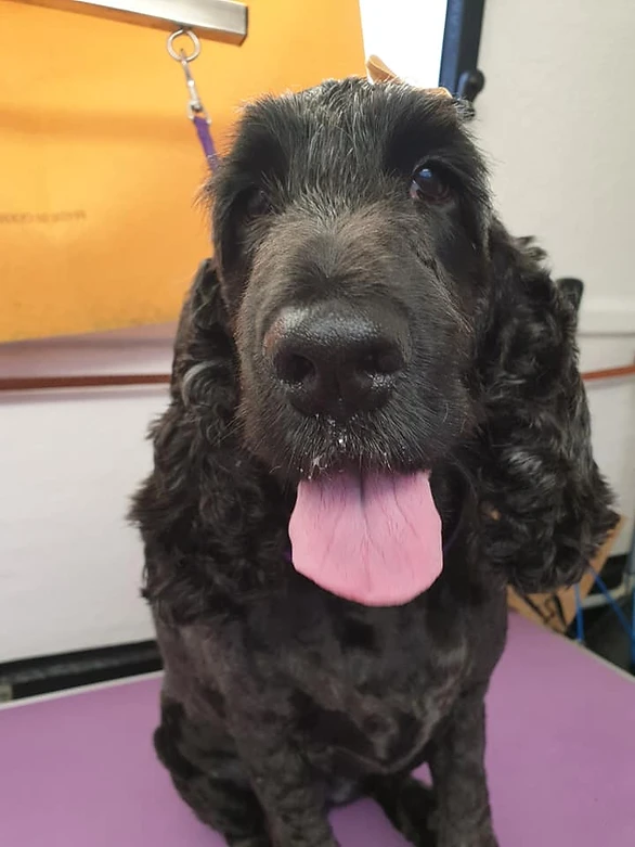 dog wash central coast