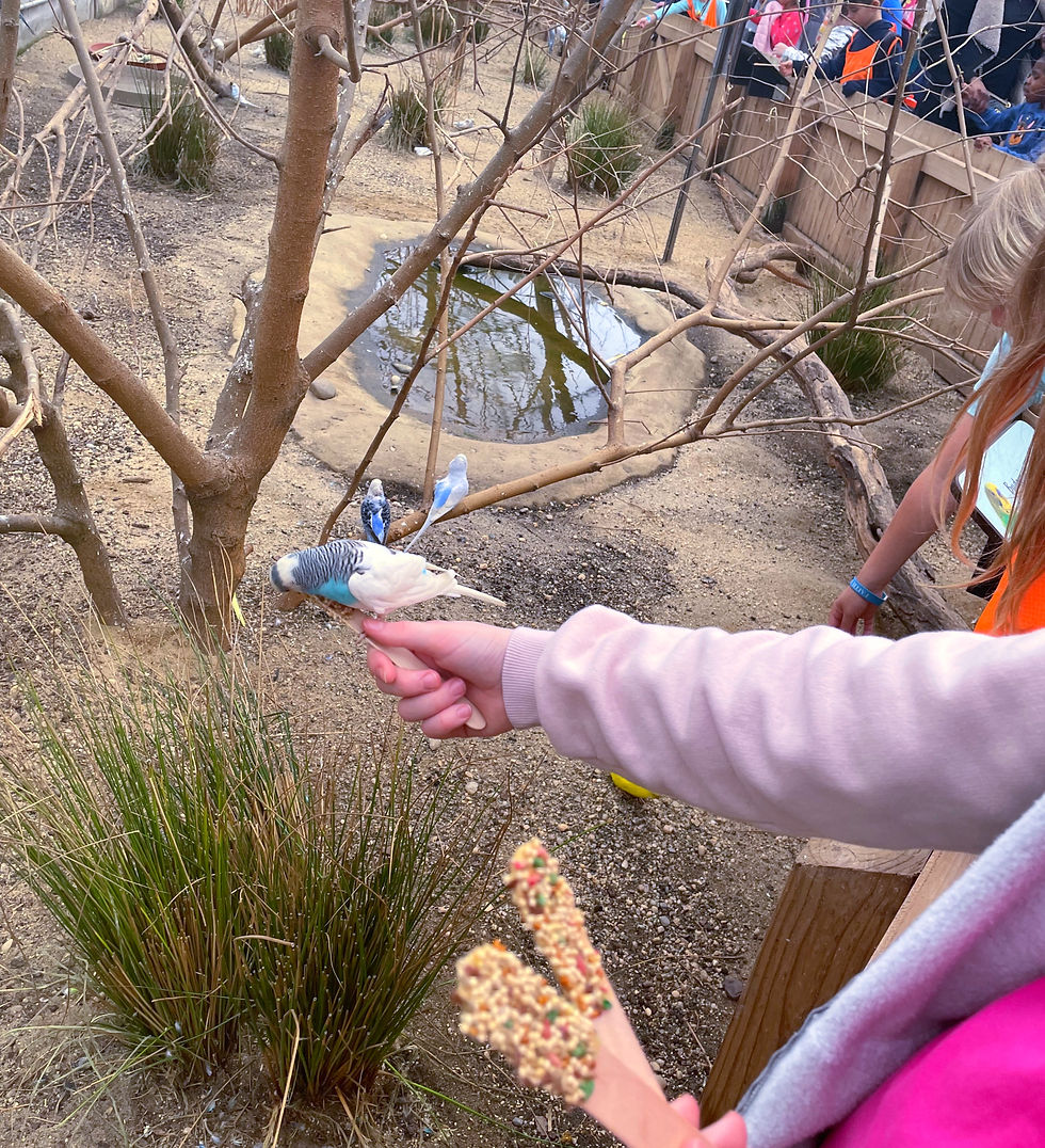 Budgie Feeding