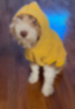 Not a happy puppy, Delta & United