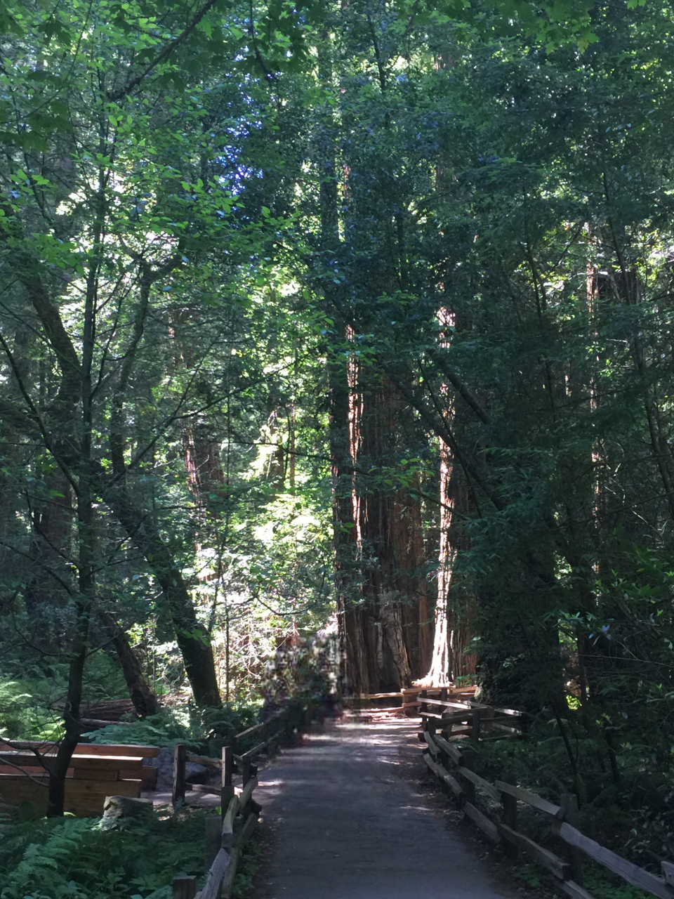 The Main Trail in Muir Woods - Image by Author