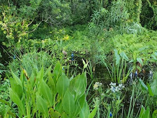 Woodland Garden August Update