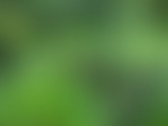 Woodland Garden August Update