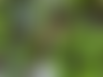 Woodland Garden September Update