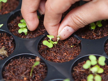 A Farm by a MAPAN Member!