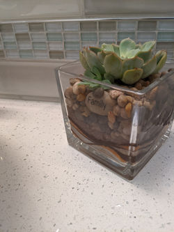 Succulent on countertop