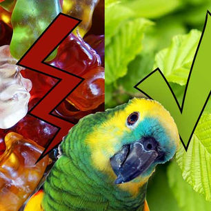 20 giftige und 20 ungiftige Dinge für deinen Papagei