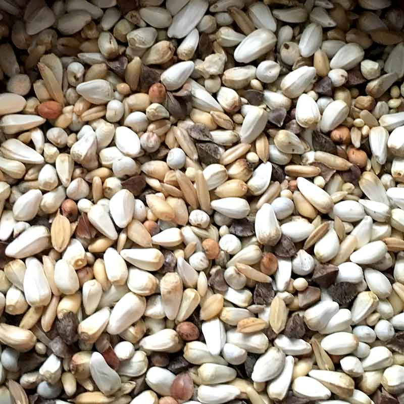 Futter Körner Papagei Sämereien Blog Liveparrot Rostkappenpapagei