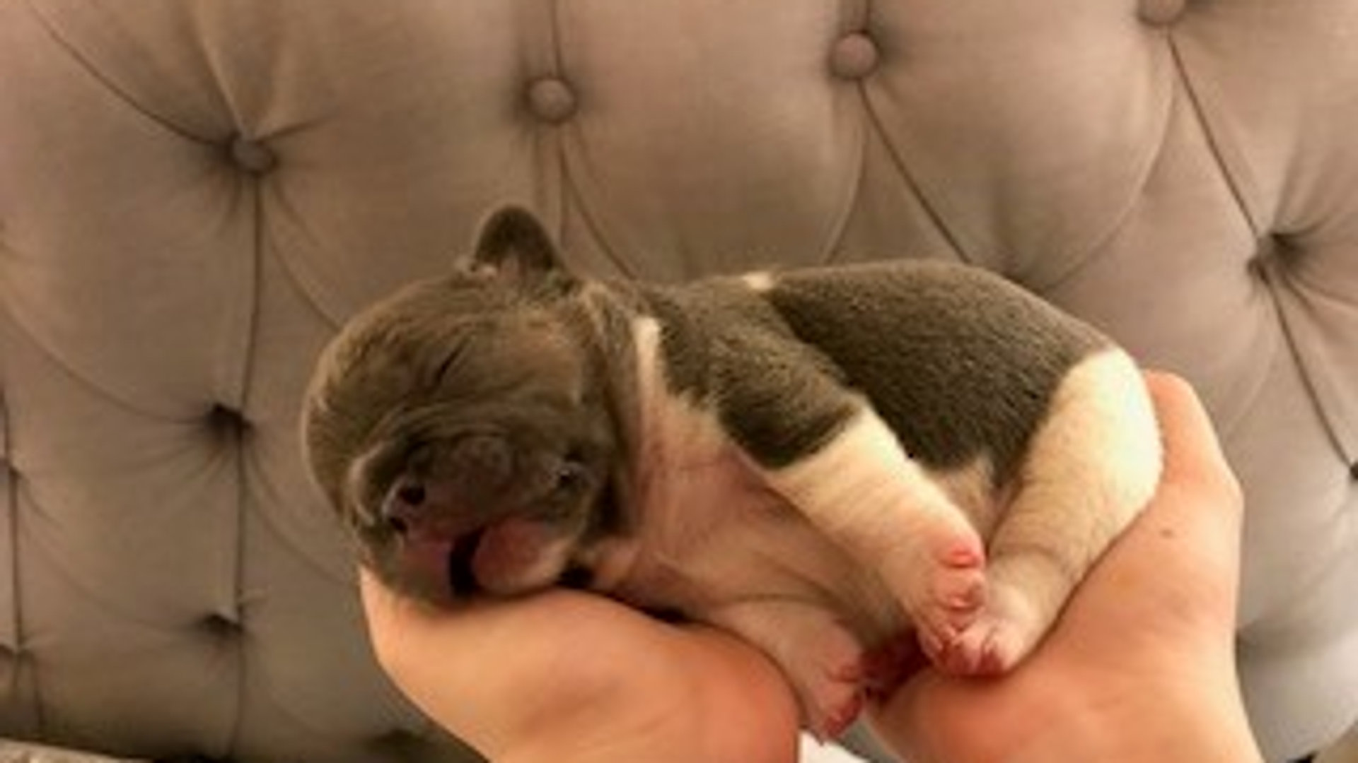 Baby Jack Beau
