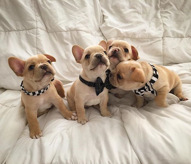west valley frenchies
