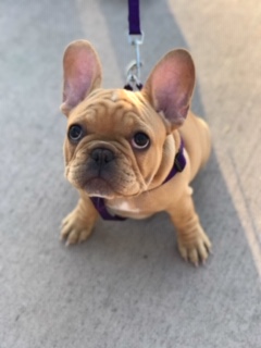 west valley frenchies