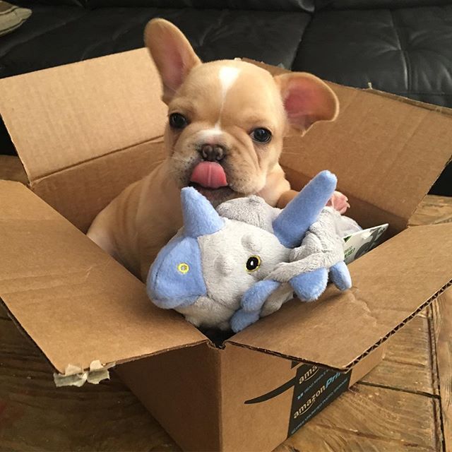 west valley frenchies