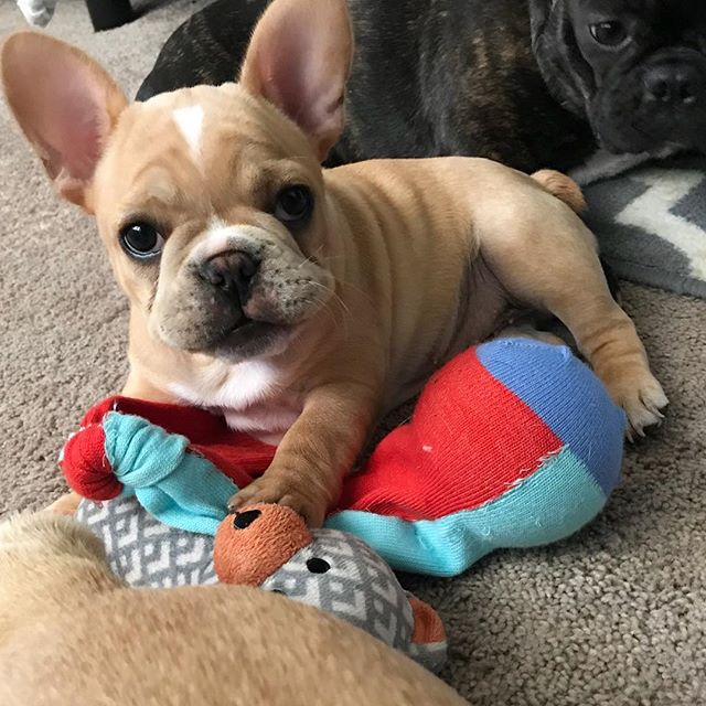 west valley frenchies