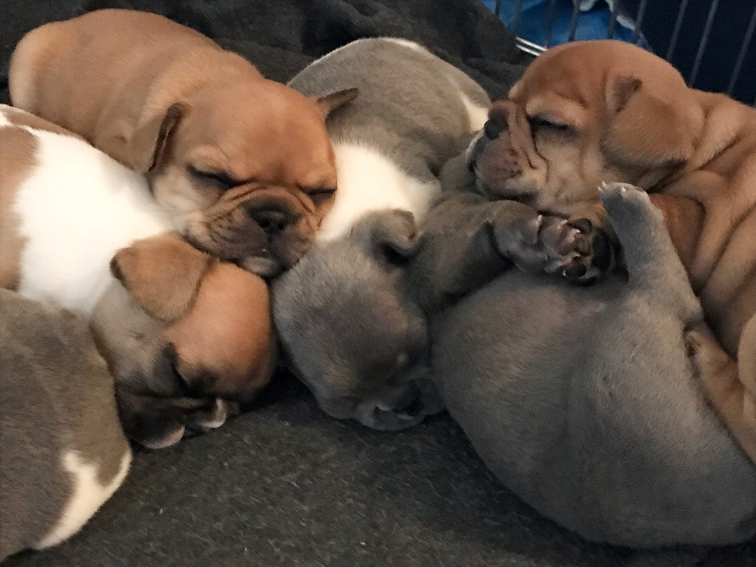 west valley frenchies