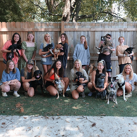 Waggy Tails