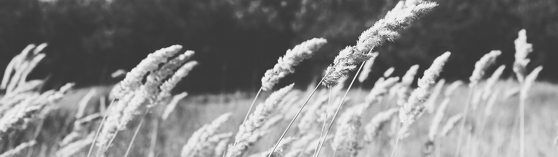 Wheat Field_edited.png