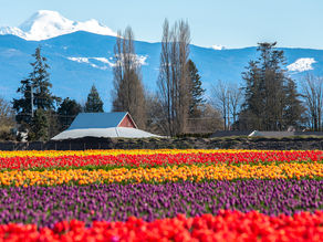 Skagit Valley Tulips and Healthy RV Living