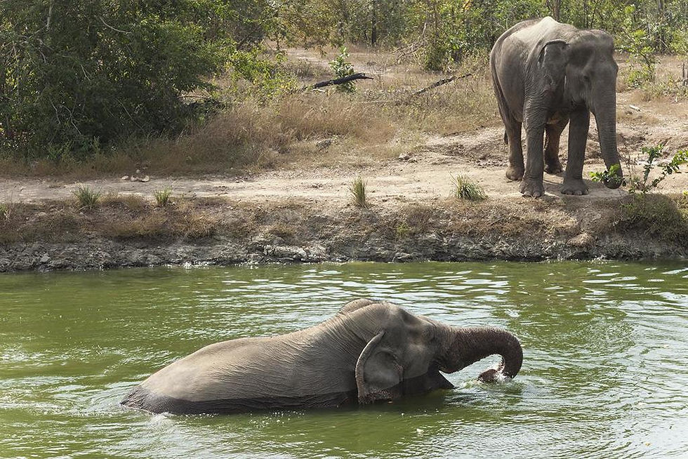 Wildlife Friends Foundation Thailand