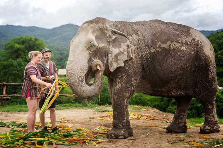 Elephant Jungle Sanctuary