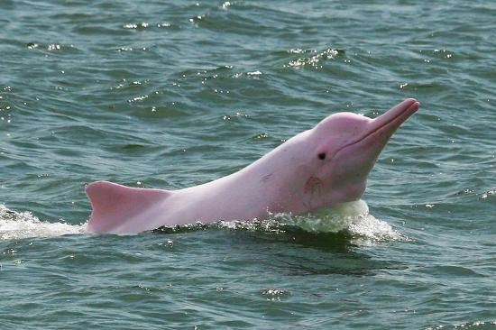 Khanom & Pink Dolphins tour