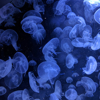 A swarm of translucent blue moon jellyfish. A mesmerizing display of pulsing jellyfish in the specialized lighting of the aquarium.
