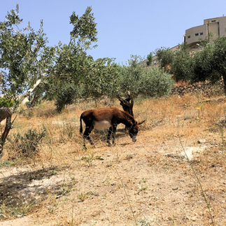 A donkey grazing under ancient olive trees in the Galilee hills near Nazareth, Israel.