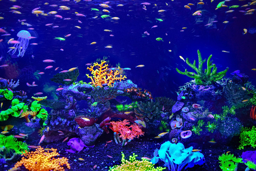Vibrant coral reef display at the Gottesman Israel Aquarium. A close-up of neon-colored corals, sea anemones, and small tropical fish in the Red Sea gallery in Jerusalem.