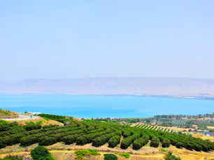 "Vibrant green vineyards and agricultural fields overlooking the tranquil blue waters of the Sea of Galilee under a summer sun."