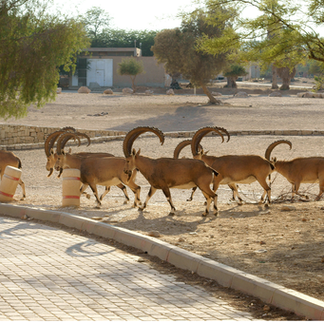 A herd of Nubian Ibex walking through Sde Boker. The iconic desert goats of Israel wandering freely near the Ben-Gurion Heritage site in the Negev.