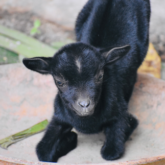 A small black goat at the Genesis Land petting zoo. A kid resting in a clay pot, showing the family-friendly farm activities available on a private tour.