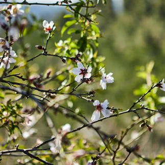 Delicate white and pink blossoms of an almond tree in spring, a signature sight of the Jerusalem landscape.