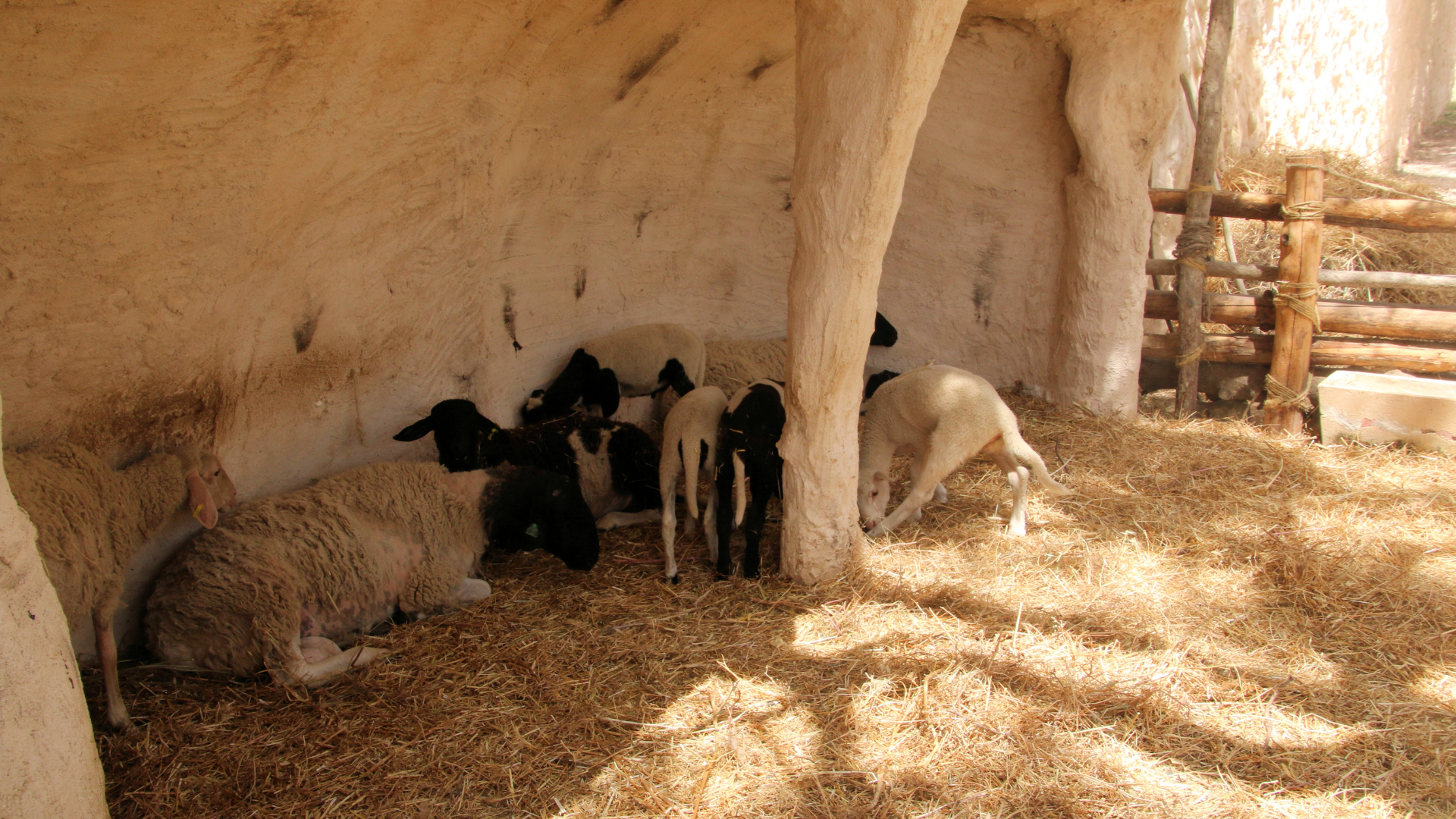 A traditional stone stable with sheep resting on hay, representing a reconstructed biblical scene at Nazareth Village.