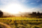 vineyard.jpg