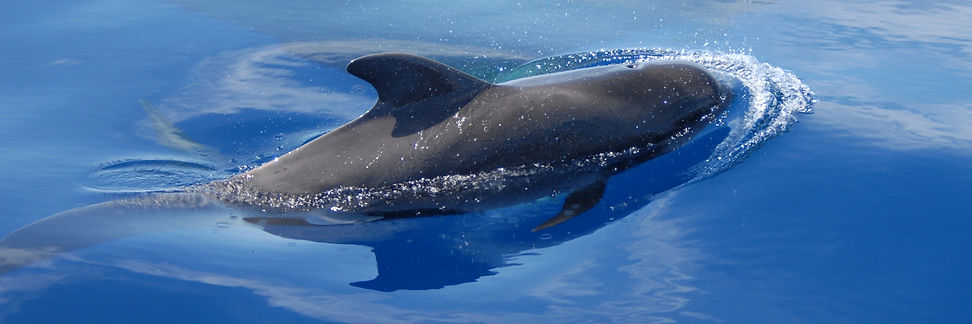 Delfin.jpg