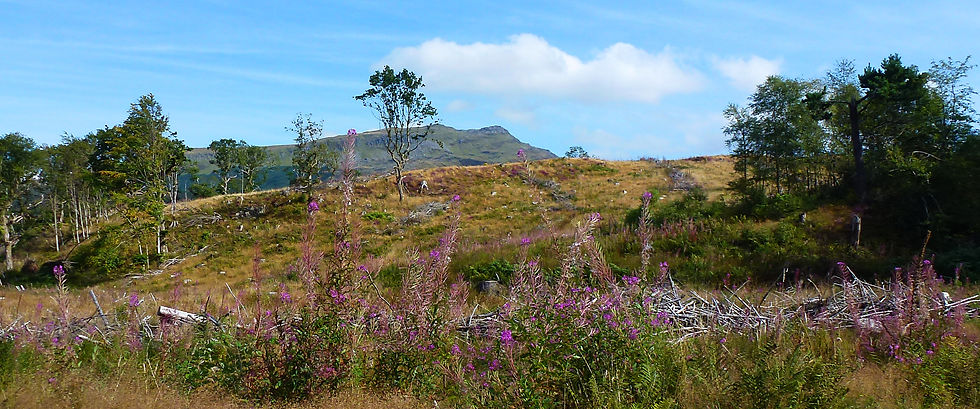 Moelwyn Bach