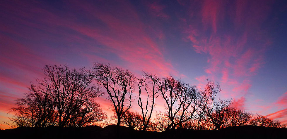 Sunrise Trees Panoramic
