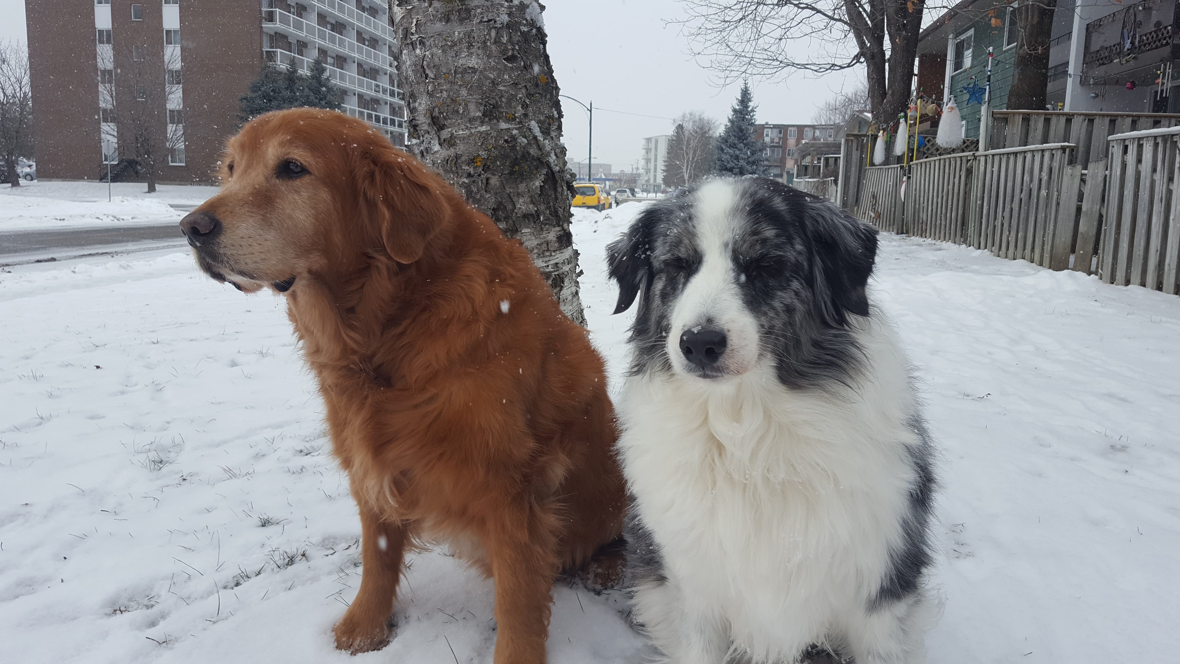 LuLu_golden 2018.jpg