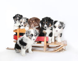 Echo_puppies_7 weeks