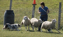Breeze2009herding.jpg
