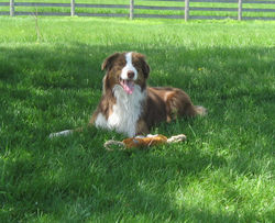 Digit lying on grass.JPG