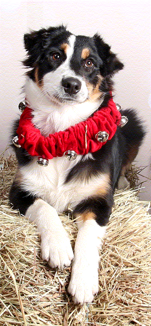 Onyx Christmas 2017.GIF