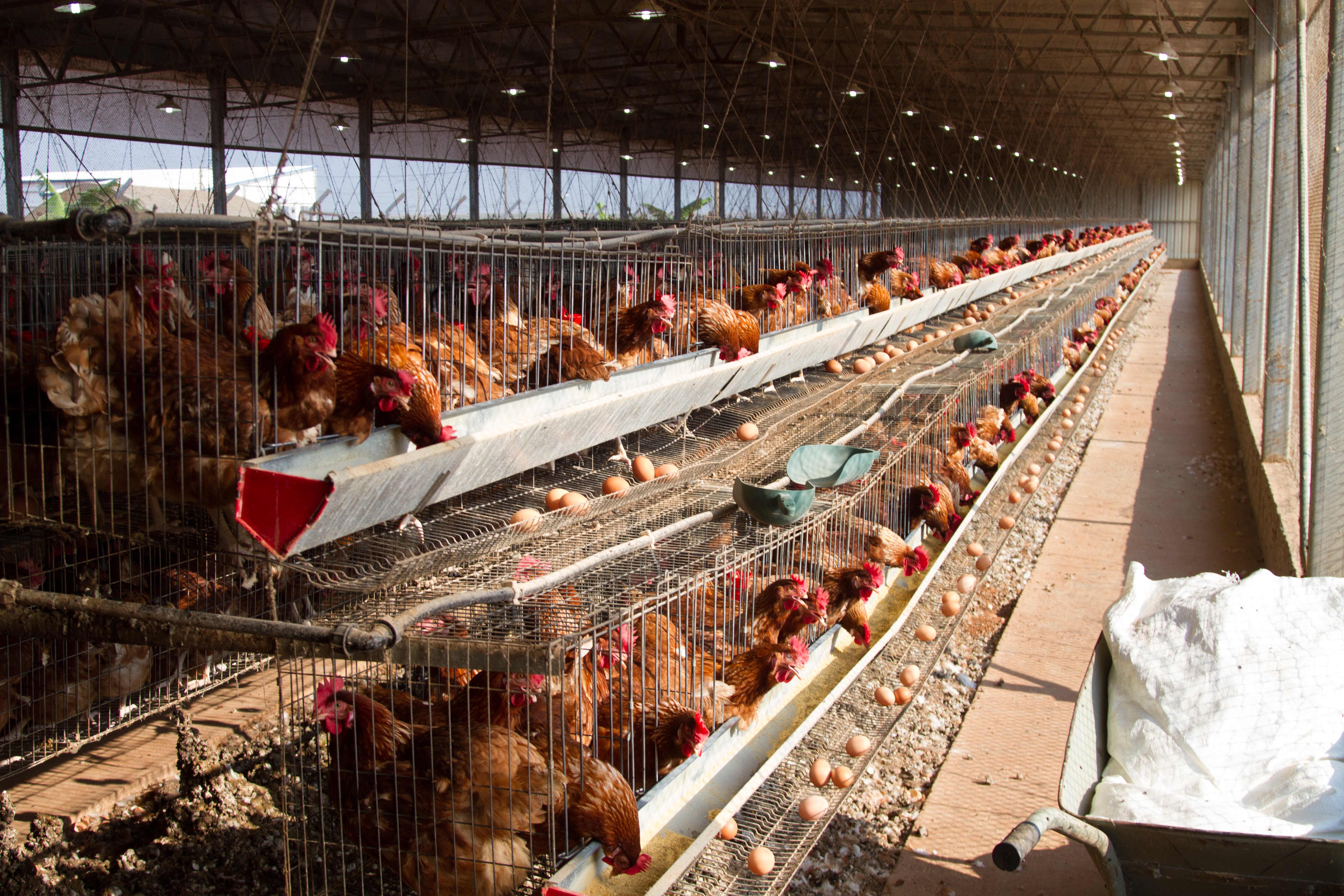 Poultry