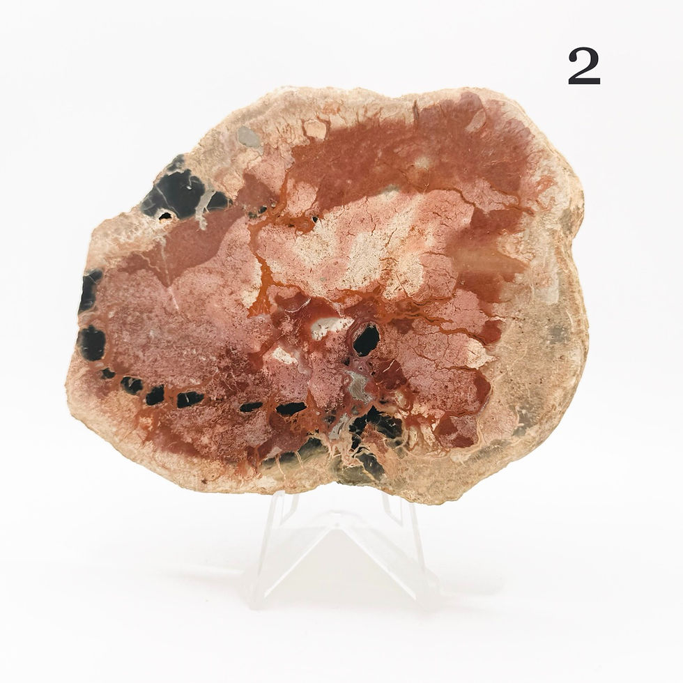 Miniature : Bois fossilisé