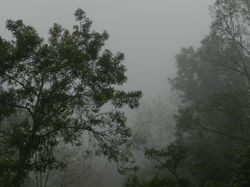 Finca La Guachapanda